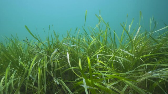 Seagrass under the water in the Atlantic ocean, eelgrass marine plant Zostera marina, natural scene, Spain, Galicia