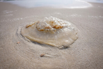 Fototapeta na wymiar Beached Jellyfish