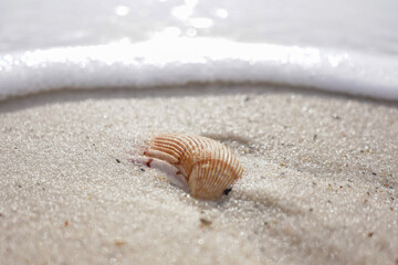 Shell on the beach