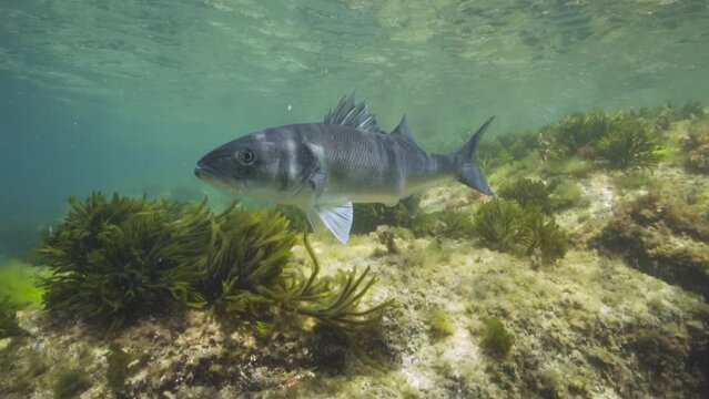 A seabass fish (Dicentrarchus labrax) underwater in the Atlantic ocean, natural scene, Spain, Galicia, Rias Baixas