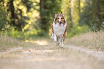 Beautiful collie dog running along a trail in a park in summer