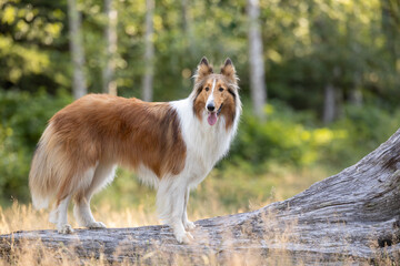 Naklejka na ściany i meble Beautiful collie dog standing on log in the forest