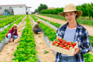 Portrait of successful woman farmer engaged in cultivation of organic berries demonstrating freshly harvested ripe strawberries 