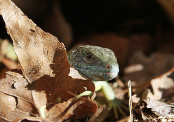 lizard on a tree branch