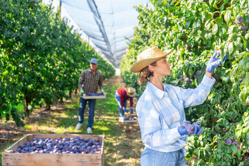 Woman and her co-workers picking fresh ripe plums from trees in plantation.