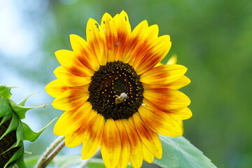 Bumblebee feeds and pollinates Sunflower during the summer. 