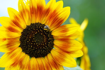 Bumblebee feeds and pollinates Sunflower during the summer. 