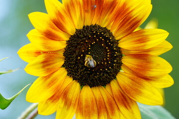 Bumblebee feeds and pollinates Sunflower during the summer. 