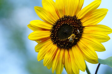 Bumblebee feeds and pollinates Sunflower during the summer. 