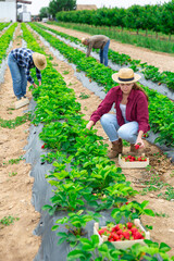 Young adult farm workers gathering harvest of ripe strawberry at farm