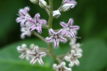 Metaplexis japonica flowers. Apocynaceae pernnial vine. Blooms from August to September. The seeds...