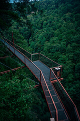 bridge in the forest
