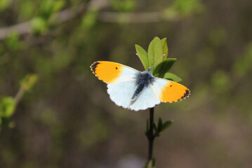 butterfly on a green branch