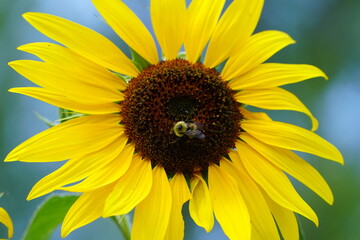 Bumblebee feeds and pollinates Sunflower during the summer. 