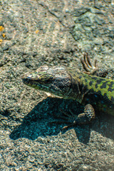 Small lizard