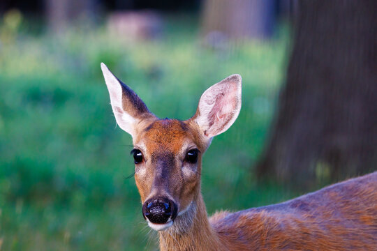 Extreme close up portrait of a White-tailed deer (Odocoileus virginianus) standing in a forest meadow looking at the camera. Selective focus, background blur, foreground blur

