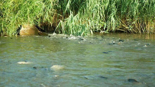 Low oxygen in pond drought aeration flow into shoal of carp Cyprinus carpio fish against death of fish depletion of oxygen cleaning in the water due to drought dry development algae Europe