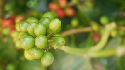 Café, Costa Rica, Granos
