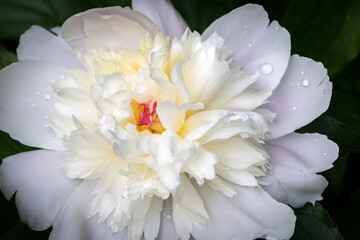 Peony in early morning dew