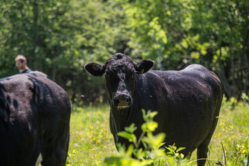 black angus cow standing in a grassy field in summer
