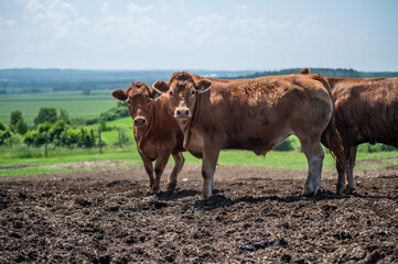 Young red angus limousin cow in summer pasture - obrazy, fototapety, plakaty