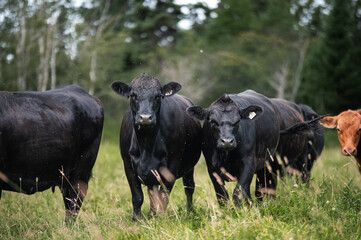 Many black angus cow standing in a tall grass field in summer in front of a forest