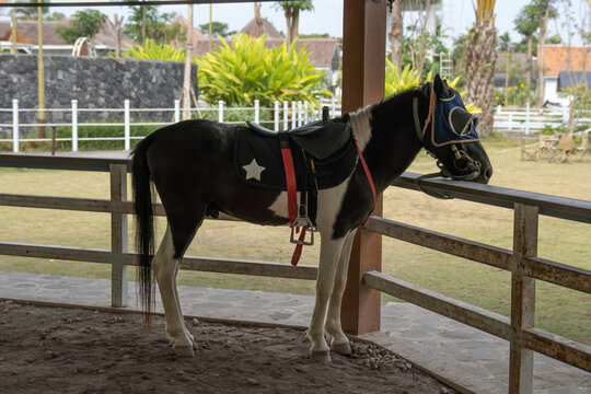 Race horse with saddle resting in the equestrian shelter.