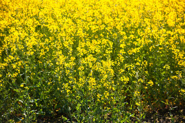 Agricultural landscape of rapeseed field. Industrial production of rapeseed. Background in the form of blooming yellow rapeseed, rural background, natural background.