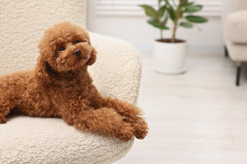 Cute Maltipoo dog resting on armchair at home, space for text. Lovely pet