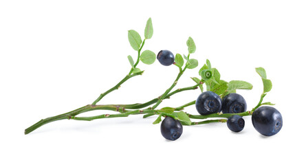 Branch with ripe bilberries and green leaves isolated on white