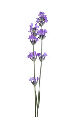 Fototapeta premium Beautiful blooming lavender flowers isolated on white