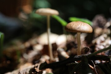 Mushrooms growing in forest, closeup. Space for text