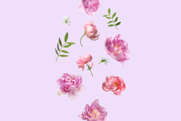 Beautiful pink flowers and green leaves falling on pastel violet background