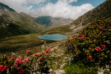 lake in the mountains with blue sky and clouds and red flowers