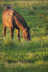 horse in the field