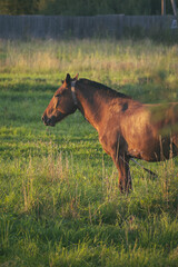 horse in the field