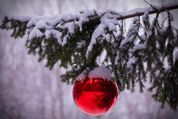snow covered branches