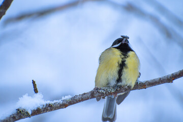 titmouse sitting on a branch