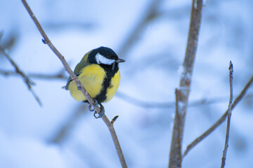 titmouse on a branch