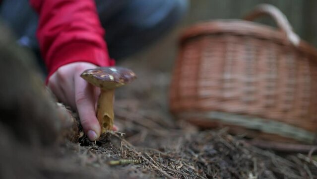 Forager Kneels to Pick Small Bolete, Wicker Basket in Frame