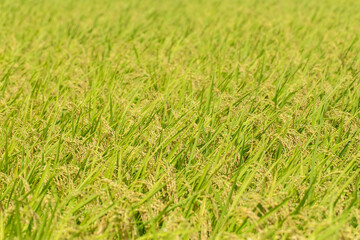 田んぼの稲　rice in the rice field