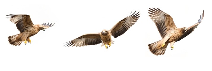 Hawk flying in different poses, generative ai.