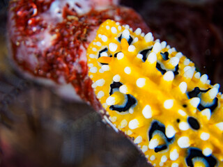 美しいキイロイボウミウシ。

日本国静岡県伊豆半島賀茂郡南伊豆町中木から渡し船で渡るヒリゾ浜にて。
2023年8月27日水中撮影。
