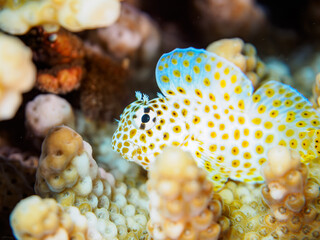 美しいテーブルサンゴと可愛いセダカギンポ（イソギンポ科）の幼魚。

日本国静岡県伊豆半島賀茂郡南伊豆町中木から渡し船で渡るヒリゾ浜にて。
2023年8月27日水中撮影。
