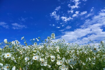 青空バックに秋風にそよぐ満開の白いコスモス