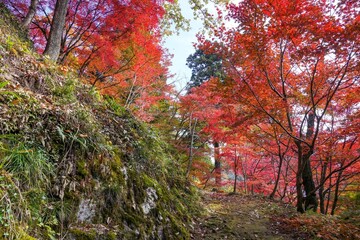 ちょうど見頃のモミジの紅葉に囲まれた苔むした遊歩道の情景