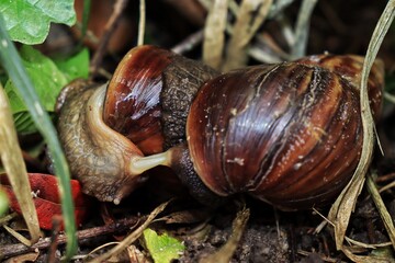 Snails are hermaphrodite molluscs, but their reproduction is crossed, that is, even though they have both sexes, they need another to mate.