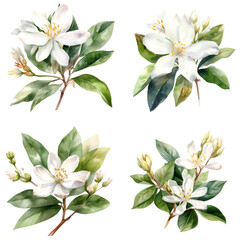  Set of watercolor jasmine flower illustration on transparent background