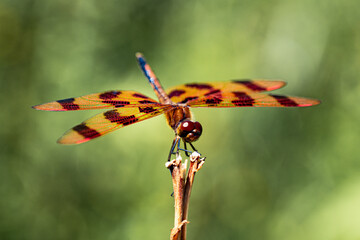 The scenery that there is the dragonfly. High quality photo