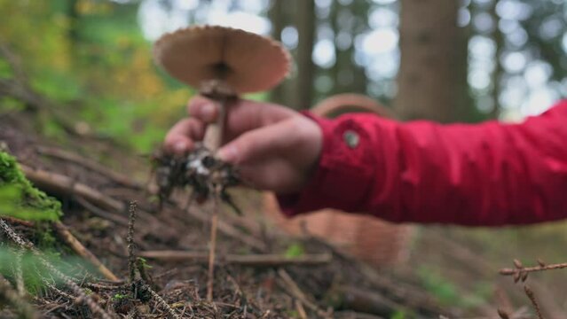Foraging a Parasol Mushroom Amidst Grass and Nearby Basket